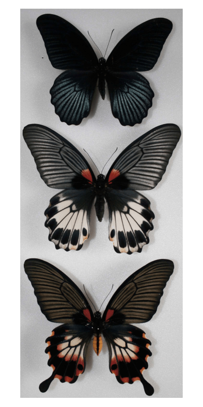 DarwinWallacePapilio